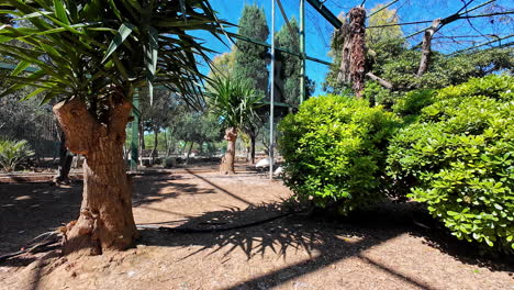 In-a-birds-cage-at-the-zoo-in-Athens,-Greece-on-a-sunny-day,-birds-walking-behind-bushes-slow-motion