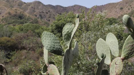 Steady-shot-of-a-mountain-and-cactus-plant-on-a-sunny-day-in-Taormina,-Italy