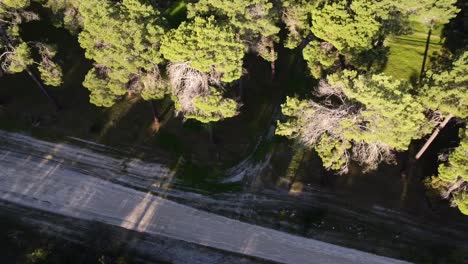 Closeup-Aerial-along-trail-through-Pine-Tree-Forest-Plantation-to-carpark-in-Gnangara,-Perth,-WA