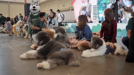 Ein-Lebhaftes-Haustierfestival-Mit-Flauschigen-Hunden-Und-Ihren-Besitzern-Im-Ice-BSD,-Tangerang-Selatan