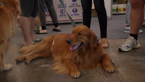 Golden-Retriever-Descansando-En-El-Suelo-Rodeado-De-Gente-En-El-Evento-Petfest-Indonesia-En-Tangerang-Selatan