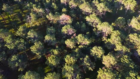 Aerial-view-flying-over-Pine-Tree-Forest-Plantation-in-Gnangara,-Perth,-Western-Australia