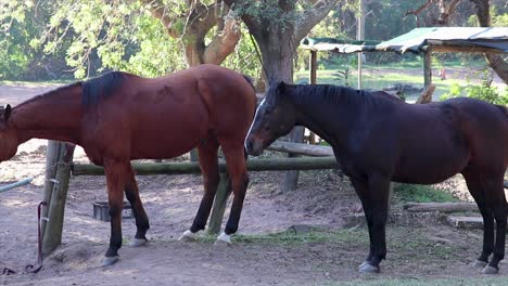 Caballos-Vagando-Libres-En-Un-Campo-Rodeado-De-árboles-Y-Hierba