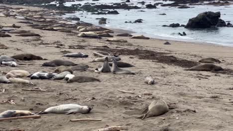 Cinematic-wide-tracking-shot-following-two-young-northern-elephant-seals-sparring-and-jostling-on-the-beach-at-Piedras-Blancas-in-San-Simeon,-California