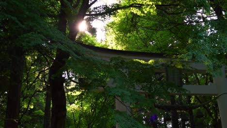 Impresionante-Control-Deslizante-Cinematográfico-En-Cámara-Lenta-De-La-Típica-Puerta-Torii-Japonesa-En-El-Bosque