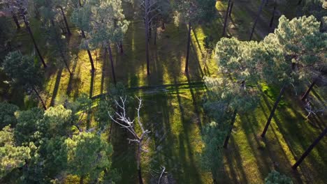 Rotating-Aerial-view-of-Light-through-Pine-Tree-Forest,-Gnangara,-Perth,-WA