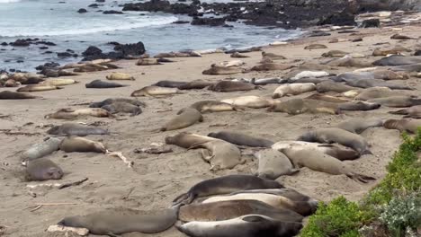 Cinematic-wide-booming-up-shot-of-northern-elephant-seals-flipping-sand-onto-their-bodies-to-protect-from-the-sun-at-Piedras-Blancas,-California