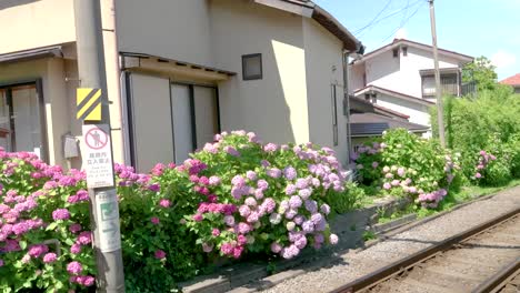 Enoden-train-driving-by-fast-with-Hydrangea-flowers-blowing-in-wind