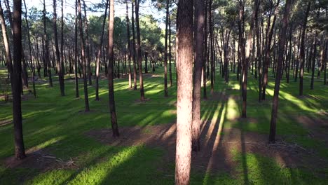 Drone-Primer-Plano-Pino-Tirando-Hacia-Atrás-Y-Hacia-Abajo-En-El-Bosque---Gnangara,-Perth,-Wa