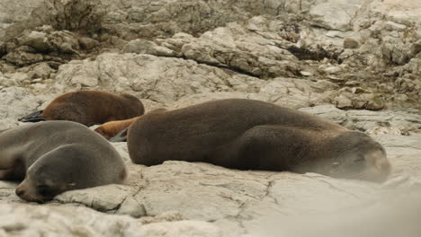 New-Zealand-fur-seals-sleeping-on-a-rocky-shore-in-daytime---sliding-reveal