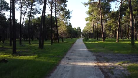 Aerial-dirt-road-level-to-high-above-Gnangara-Pine-Tree-Forest-Plantation,-Perth