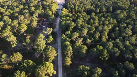 Descending-Aerial-over-road-through-Pine-Tree-Forest-Plantation-in-Gnangara,-Perth,-WA