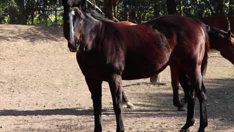 Horses-roaming-free-on-a-field-surrounded-by-trees-and-grass