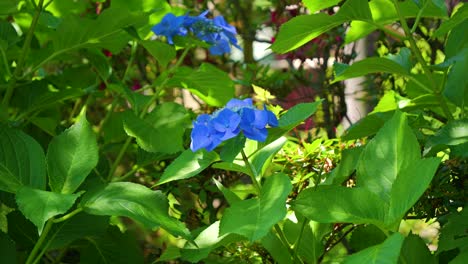 Atemberaubende-Filmische-Landschaft-In-Der-Natur-Mit-Leuchtend-Blauen-Hortensienblüten-Im-Grünen