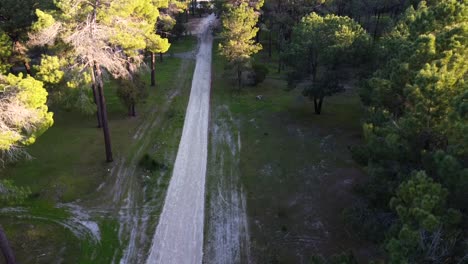 Vista-Aérea-Descendiendo-Al-Sendero-En-La-Plantación-De-Bosques-De-Pinos-En-Gnangara,-Perth,-Wa