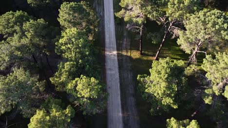 Aerial-view-along-dirt-road-through-Pine-Tree-Forest-Plantation-in-Gnangara,-Perth,-WA