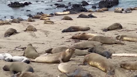 Cinematic-close-up-tracking-shot-following-young-male-northern-elephant-seals-barking-at-each-other-on-the-beach-in-San-Simeon,-California