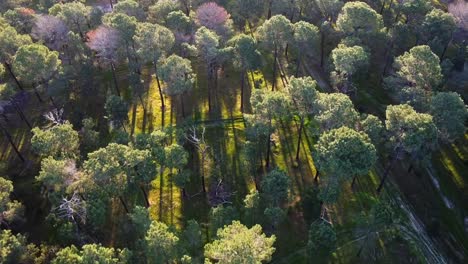 Aerial-view-long-shadows-of-Pine-Tree-Forest-Plantation-in-Gnangara,-Perth,-WA