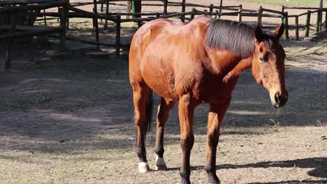 Brown-horse-standing-gazing-surrounded-by-a-fence-with-wooden-poles-on-a-field