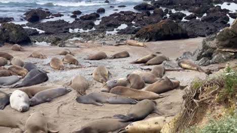 Cinematic-wide-panning-shot-of-northern-elephant-seals-sleeping-on-the-beach-at-the-Elephant-Seal-Rookery-in-San-Simeon