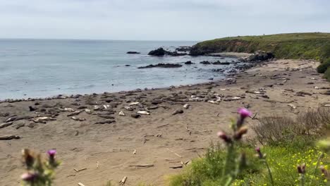 Filmische-Weitwinkelaufnahme,-Die-Den-Fokus-Von-Küstenpflanzen-Auf-Eine-Kolonie-Nördlicher-Seeelefanten-Am-Strand-In-San-Simeon,-Kalifornien,-Richtet