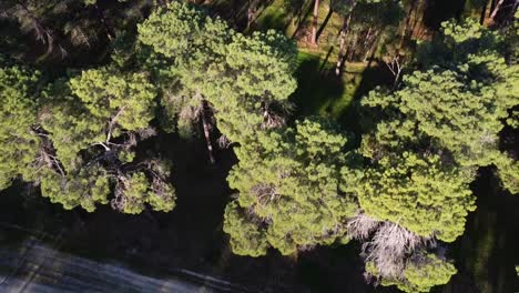 Aerial-view-rotating-pulling-back-over-track-in-Pine-Tree-Forest-Plantation-in-Gnangara,-Perth,-WA