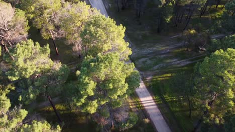 Aerial-obliquely-along-trail-in-Pine-Tree-Forest-Plantation-in-Gnangara,-Perth,-WA