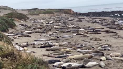 Cinematic-wide-booming-up-shot-of-the-Northern-Elephant-Seal-Rookery-at-Piedras-Blancas-in-San-Simeon,-California