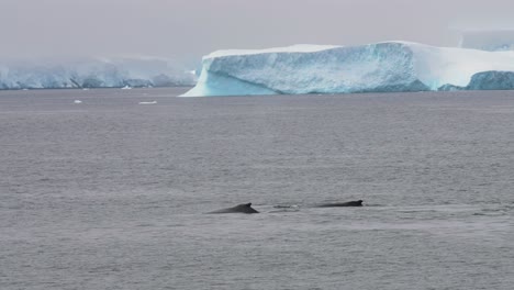 Buckelwale-Schwimmen-Im-Kalten-Ozeanwasser-An-Eisbergen-Und-Der-Schneebedeckten-Küste-Der-Antarktis-Vorbei,-Zeitlupe