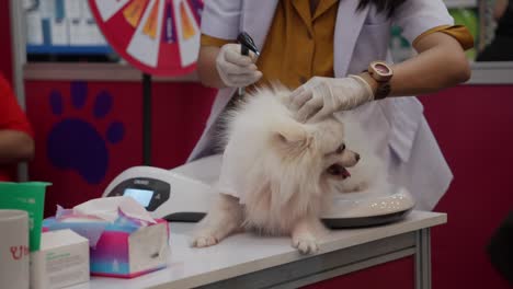 Un-Perro-Blanco-Y-Esponjoso-Está-Siendo-Examinado-Por-Un-Veterinario-En-Un-Festival-De-Mascotas-En-Indonesia