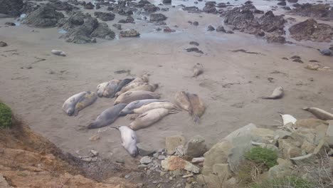 Gimbal-wide-panning-shot-of-northern-elephant-seals-sleeping-on-the-beach-in-Piedras-Blancas,-California