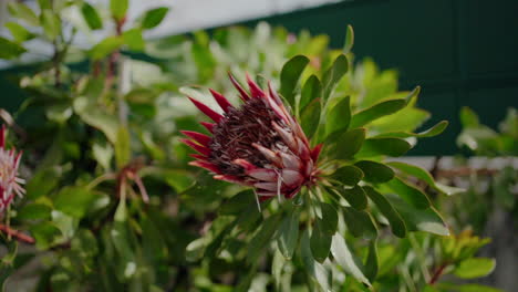 Close-up-of-a-blooming-protea-flower-with-lush-green-leaves-in-a-garden