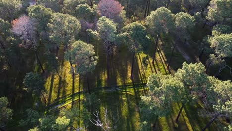 Aerial-descending-over-light-through-Pine-Tree-Forest,-Gnangara,-Perth,-WA