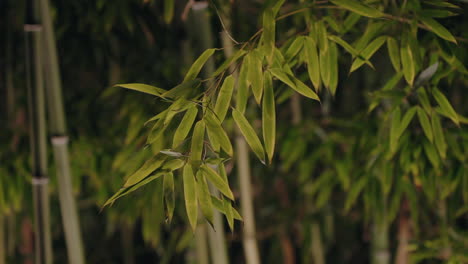 Primer-Plano-De-Hojas-De-Bambú-Con-Tallos-En-El-Fondo,-Resaltando-La-Belleza-Verde-Y-Natural-De-La-Planta