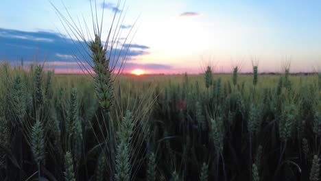 Close-up-Wheat-Grain-Ears-During-Sunset-In-Agricultural-Land