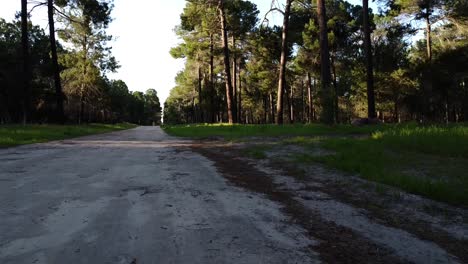 Descending-to-dirt-road-level-through-Pine-Tree-Forest-Plantation-in-Gnangara,-Perth,-WA