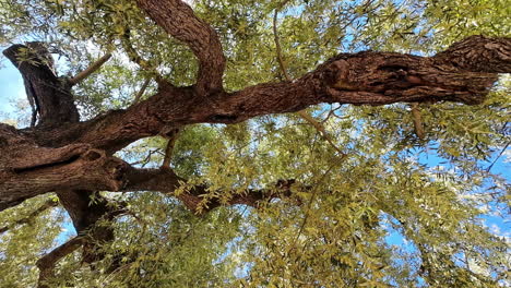 Ancient-olive-tree-branches-spread-under-a-bright-blue-sky-in-Exo-Chora,-Greece