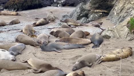 Filmische-Nahaufnahme-Mit-Schwenkaufnahme-Von-Nördlichen-Seeelefanten-Am-Strand-Von-Piedras-Blancas-An-Der-Zentralen-Küste-Kaliforniens