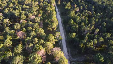 Aerial-along-road-through-Pine-Tree-Forest-Plantation-in-Gnangara,-Perth,-WA