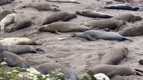 Cinematic-close-up-panning-shot-of-northern-elephant-seals-sleeping-on-the-beach-in-Piedras-Blancas,-California