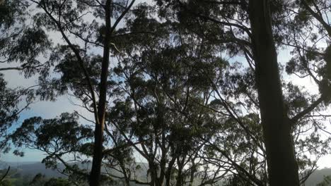 Tilt-down-of-magical-trees-in-beautiful-Otway-Park,Victoria,Australia