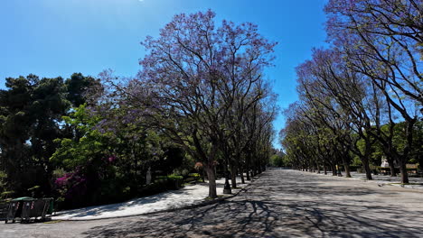 Parkway-in-the-nationalgarden-with-beautiful-trees-in-Athens,-Greece-on-a-sunny-day-with-blue-sky,-slowmotion-and-copy-space