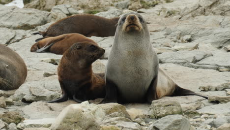 Familia-De-Lobos-Marinos-De-Nueva-Zelanda-Mirando-La-Cámara-En-Una-Costa-Rocosa