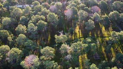 Panning-Aerial-of-Light-through-Pine-Tree-Forest,-Gnangara,-Perth,-WA