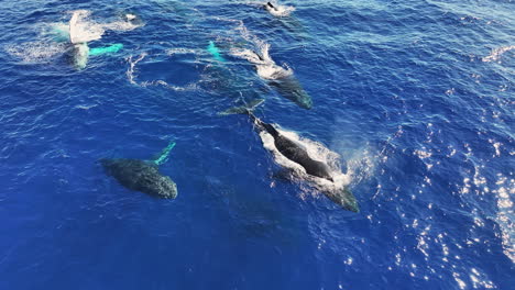 Ballenas-Jorobadas-Nadando-En-El-Agua-Azul-Del-Océano