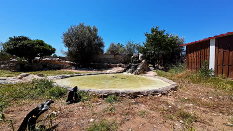 Pingüino-Africano-En-Cautiverio-En-El-Parque-Zoológico-De-Attica,-Atenas,-Grecia,-Spheniscus-Demersus