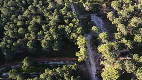 Aerial-oblique-view-along-trail-in-Pine-Tree-Forest-Plantation-in-Gnangara,-Perth