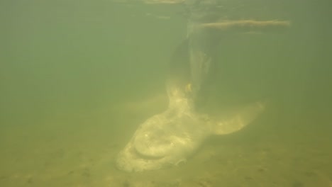 Gran-Cadáver-De-Tiburón-En-Indian-River-Lagoon,-Florida