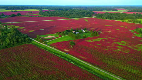 Aerial-dolly-in-tulips-field-in-Latvia,-picturesque-agriculture-flower-landscape