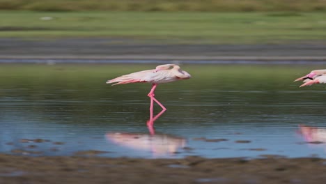 Flamingo-In-Einem-See-In-Afrika,-Vertikales-Video-Mit-Rosa-Flamingos-Für-Soziale-Medien,-Instagram-Reels-Und-TikTok,-Beschneiden-Und-Reinigen-Von-Federn-Im-Naturschutzgebiet-Ngorongoro-Im-Ndutu-Nationalpark-In-Tansania